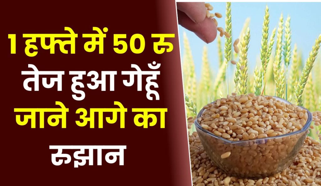 1 हफ्ते में 50 रु तेज हुआ गेहूँ जाने आगे का रुझान 
