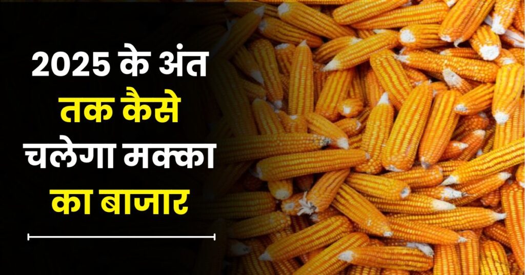 2025 के अंत तक कैसे चलेगा मक्का का बाजार