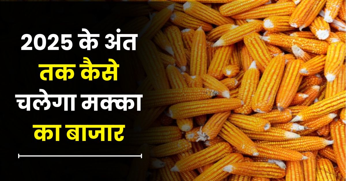 2025 के अंत तक कैसे चलेगा मक्का का बाजार