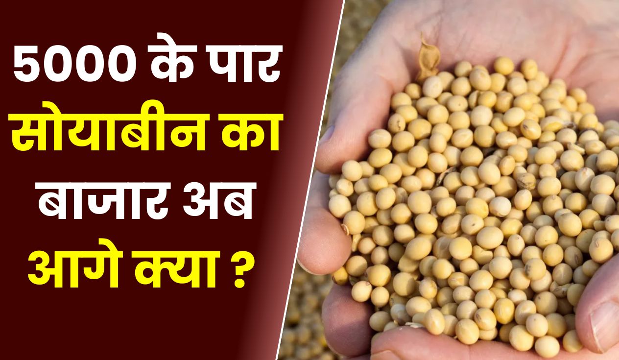 5000 के पार सोयाबीन का बाजार अब आगे क्या