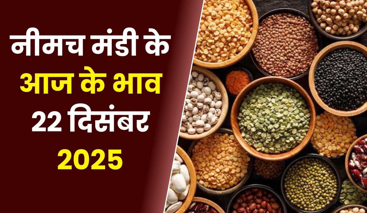 नीमच मंडी के आज के भाव: 22 दिसंबर 2025