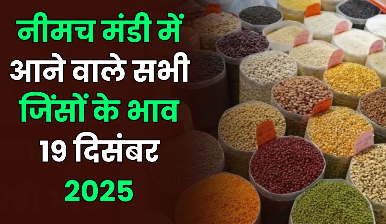 नीमच मंडी में आज के भाव