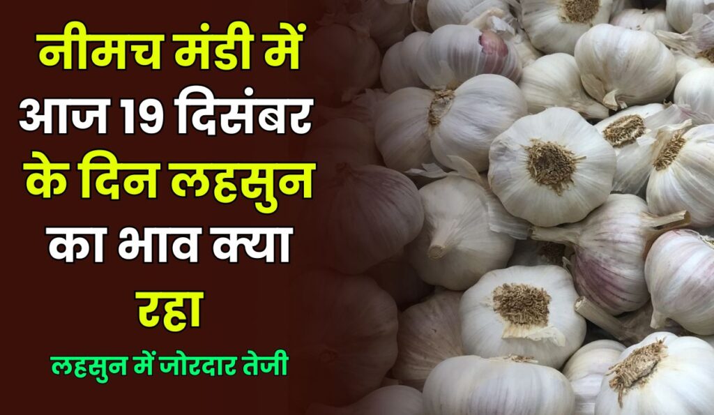 Neemuch Mandi Lahsun Ka Bhav