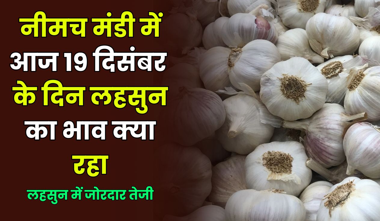 Neemuch Mandi Lahsun Ka Bhav