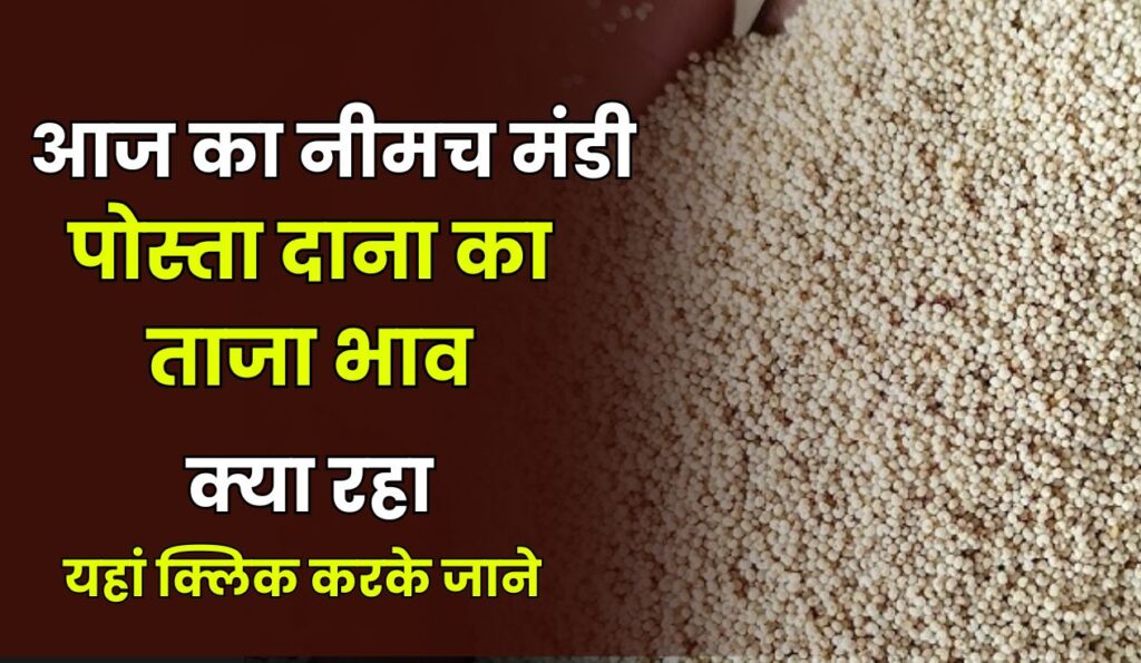 Neemuch mandi Posta Dana ka bhav