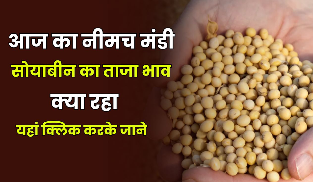 neemuch mandi Soyabin ka bhav