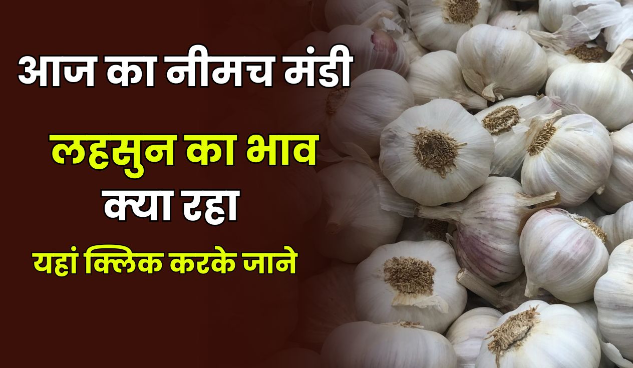 Neemuch Mandi Lahsun ka Bhav