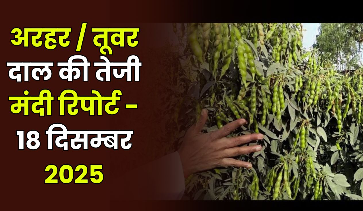 अरहर / तूवर दाल की तेजी मंदी रिपोर्ट - 18 दिसम्बर 2025