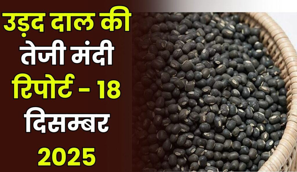 उड़द दाल की तेजी मंदी रिपोर्ट - 18 दिसम्बर 2025