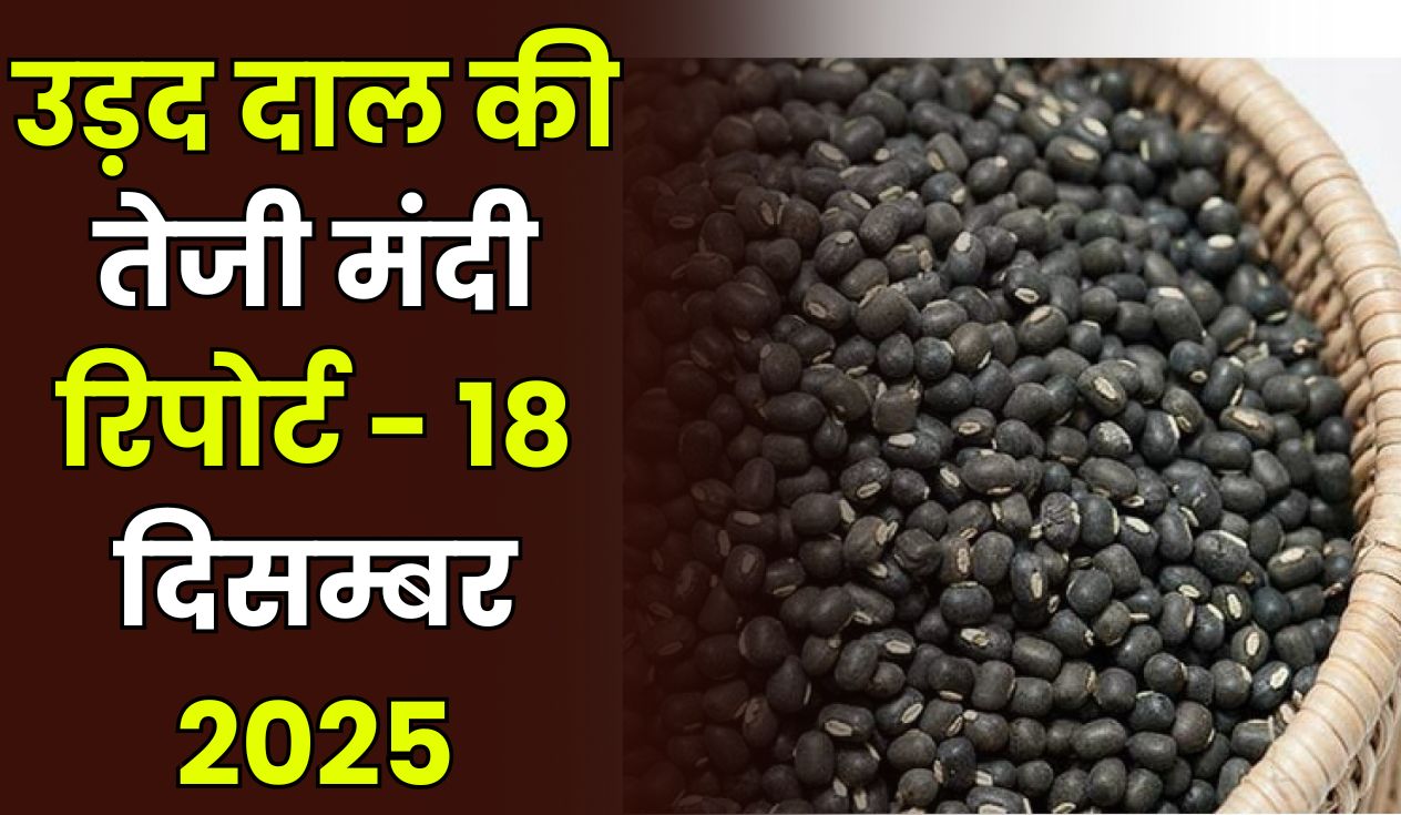 उड़द दाल की तेजी मंदी रिपोर्ट - 18 दिसम्बर 2025