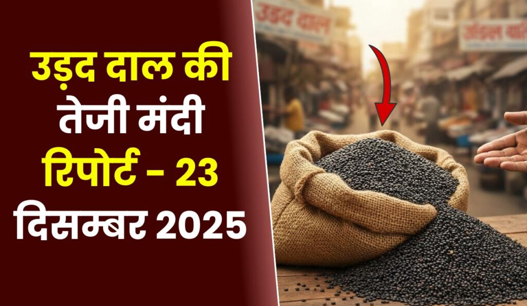उड़द दाल की तेजी मंदी रिपोर्ट - 23 दिसम्बर 2025