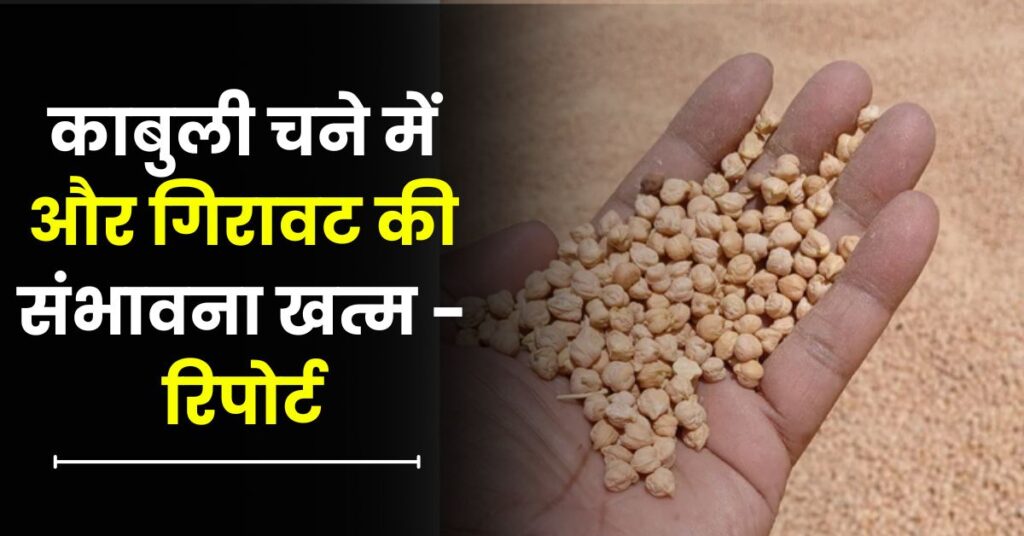 काबुली चने में और गिरावट की संभावना खत्म - रिपोर्ट