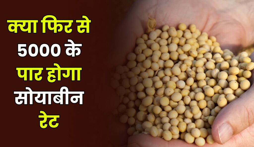 क्या फिर से 5000 के पार होगा सोयाबीन रेट