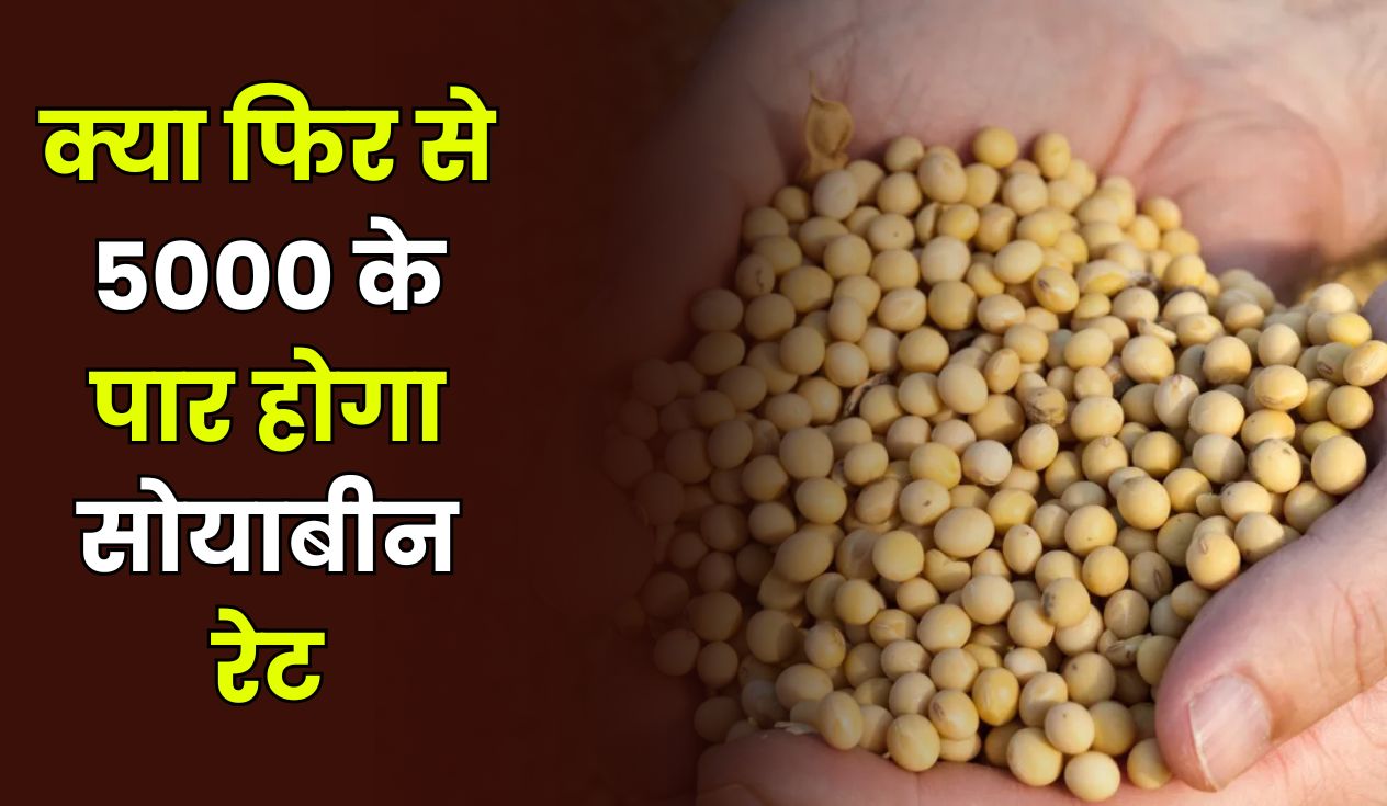 क्या फिर से 5000 के पार होगा सोयाबीन रेट