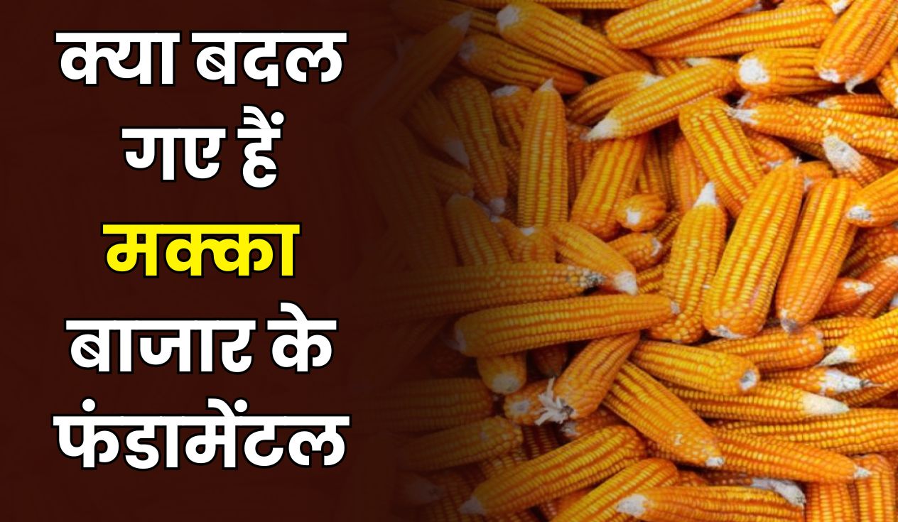 मक्का बाजार में नरमी का साया