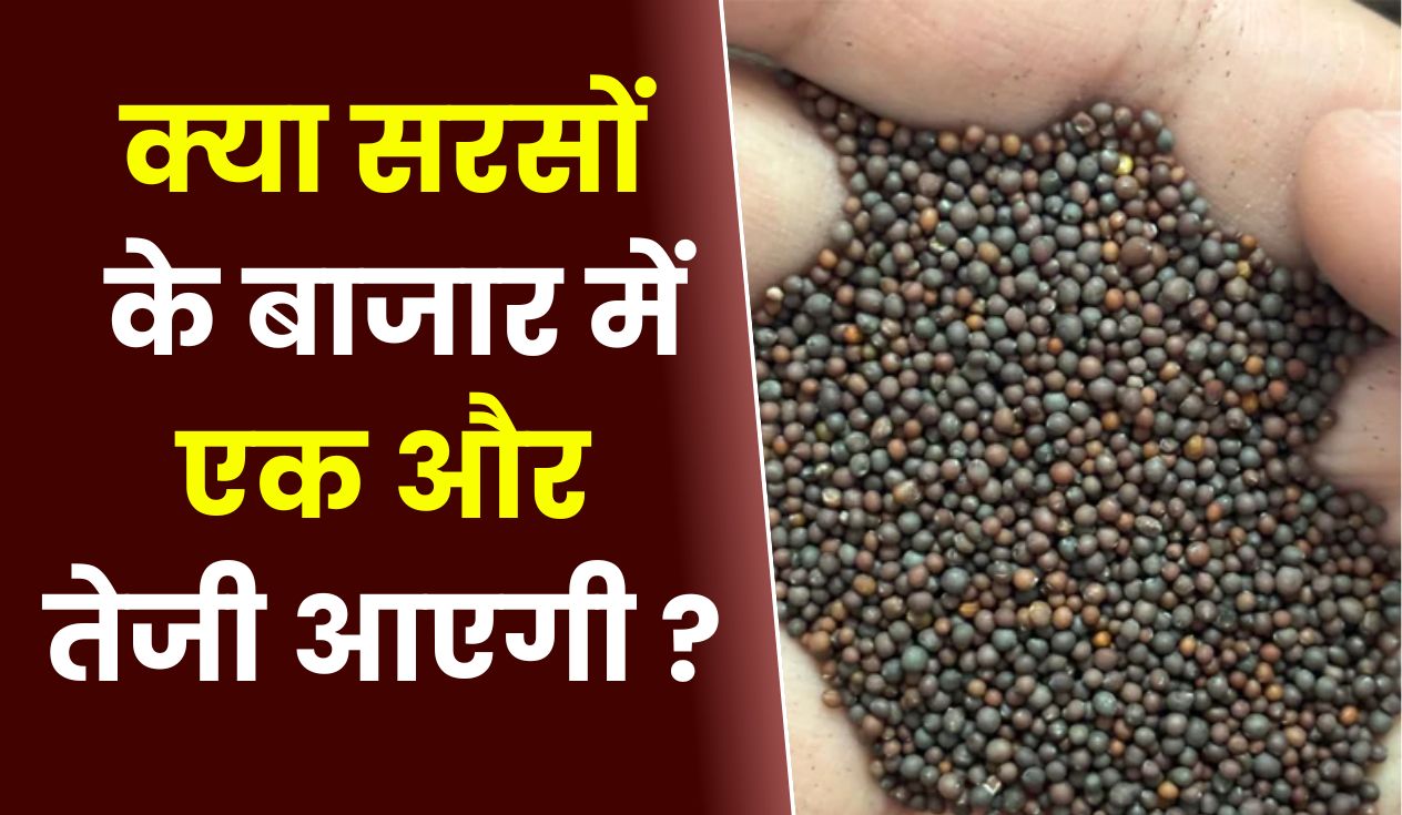 क्या सरसों के बाजार में एक और तेजी आएगी