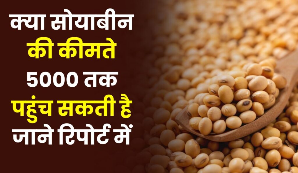 क्या सोयाबीन की कीमते 5000 तक पहुंच सकती है जाने रिपोर्ट में