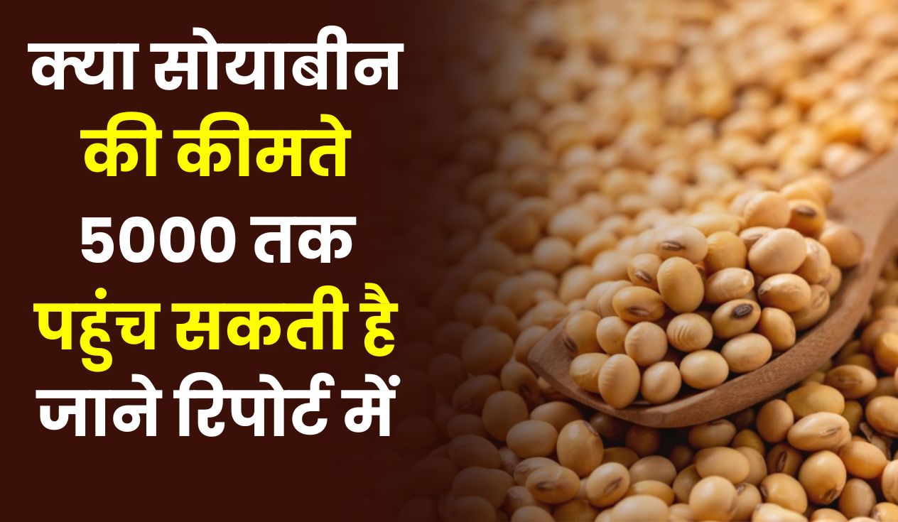 क्या सोयाबीन की कीमते 5000 तक पहुंच सकती है जाने रिपोर्ट में