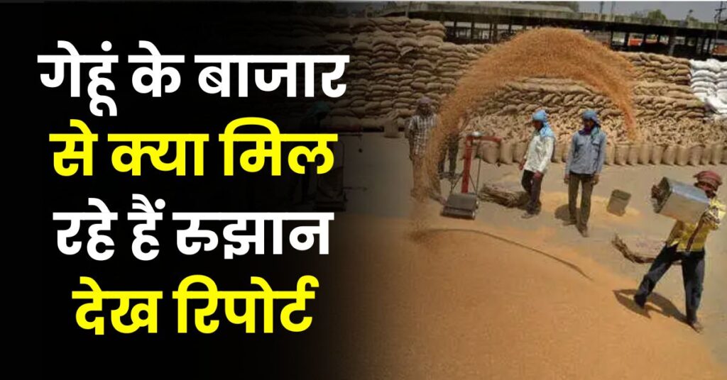 गेहूं के बाजार से क्या मिल रहे हैं रुझान देख रिपोर्ट