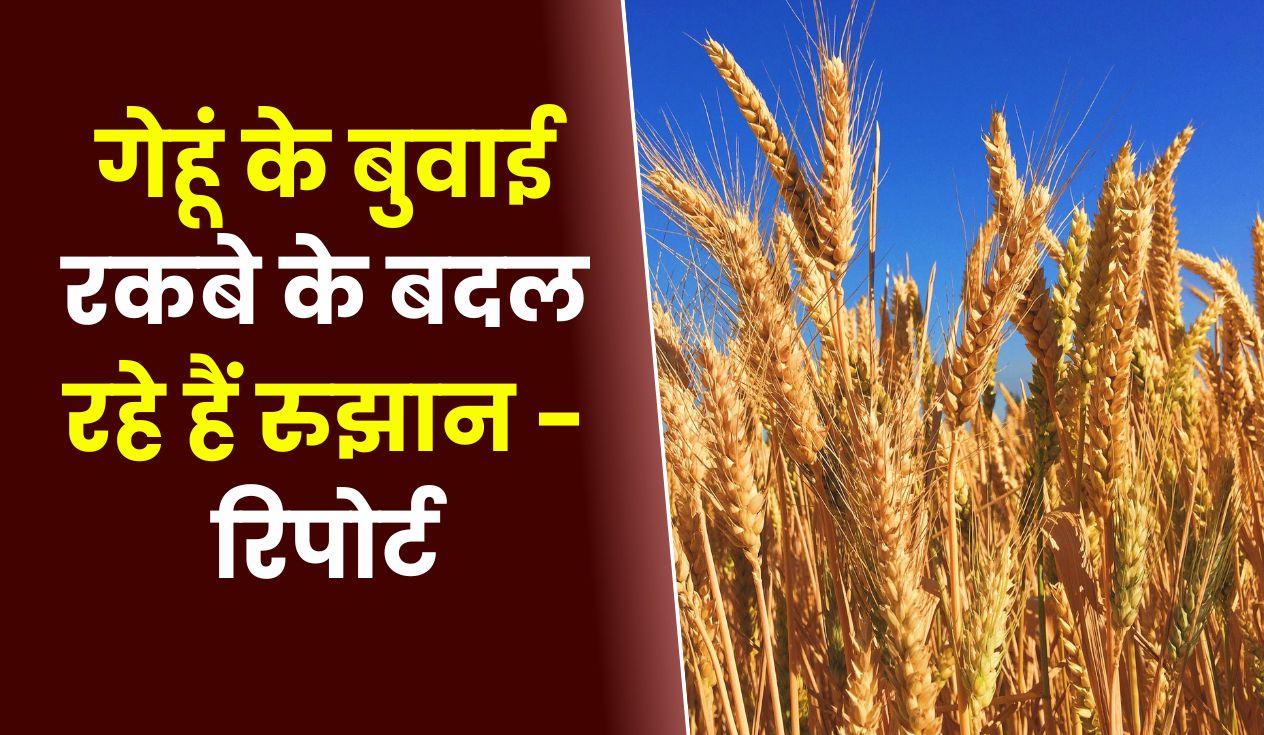 गेहूं के बुवाई रकबे के बदल रहे हैं रुझान - रिपोर्ट