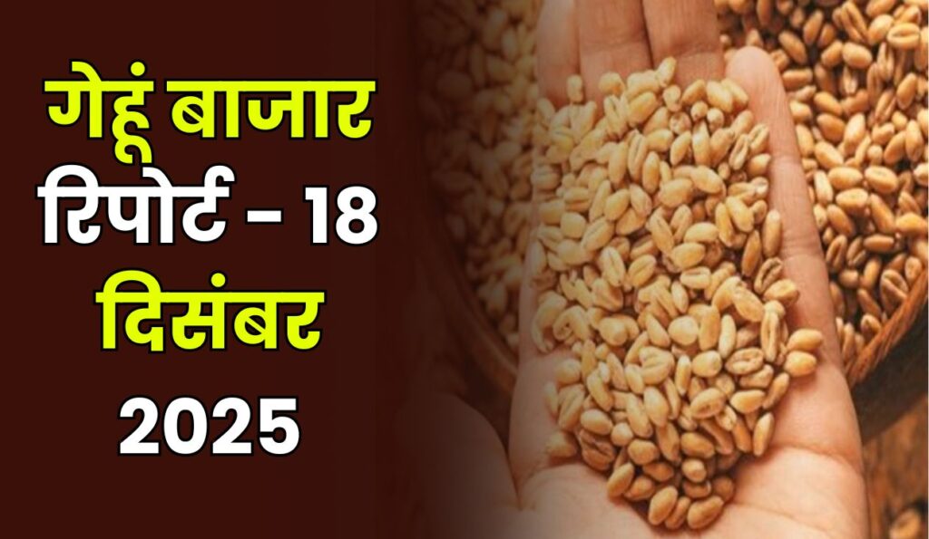 गेहूं बाजार रिपोर्ट - 18 दिसंबर 2025