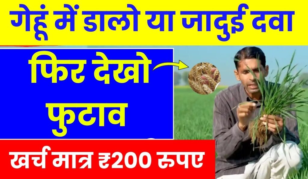 गेहूं में डालो या जादुई दवा
