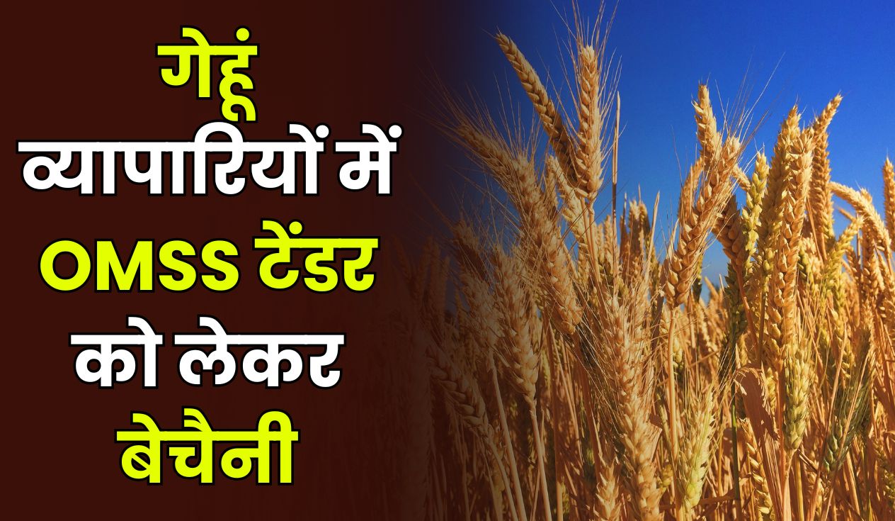 गेहूं व्यापारियों में OMSS टेंडर को लेकर बेचैनी