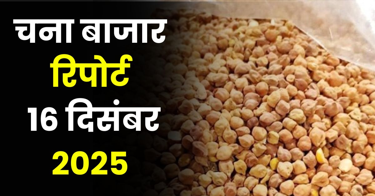 चना बाजार रिपोर्ट 16 दिसंबर 2025