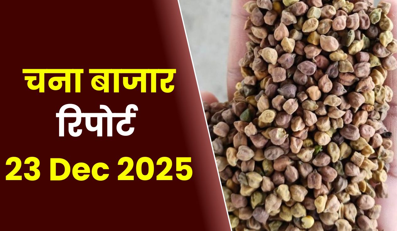 चना बाजार रिपोर्ट 23 Dec 2025