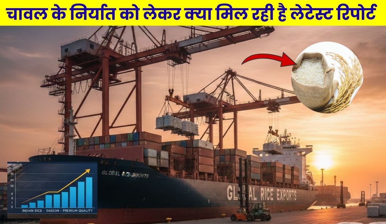 चावल के निर्यात को लेकर क्या मिल रही है लेटेस्ट रिपोर्ट