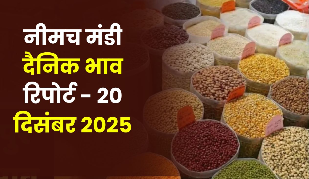 नीमच मंडी दैनिक भाव रिपोर्ट - 20 दिसंबर 2025