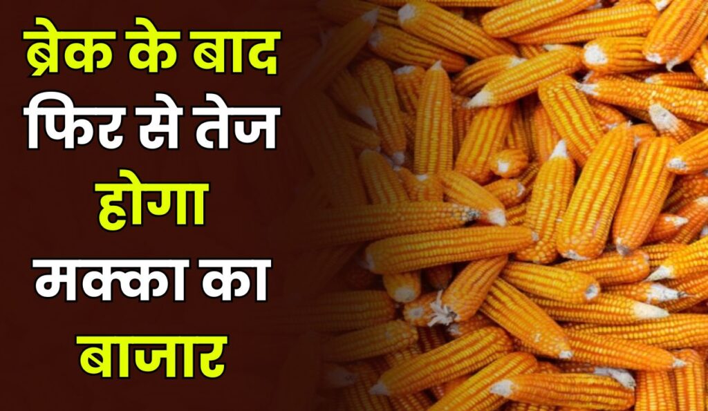 ब्रेक के बाद फिर से तेज होगा मक्का का बाजार