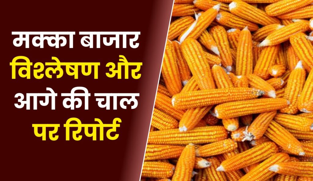 मक्का बाजार विश्लेषण और आगे की चाल पर रिपोर्ट