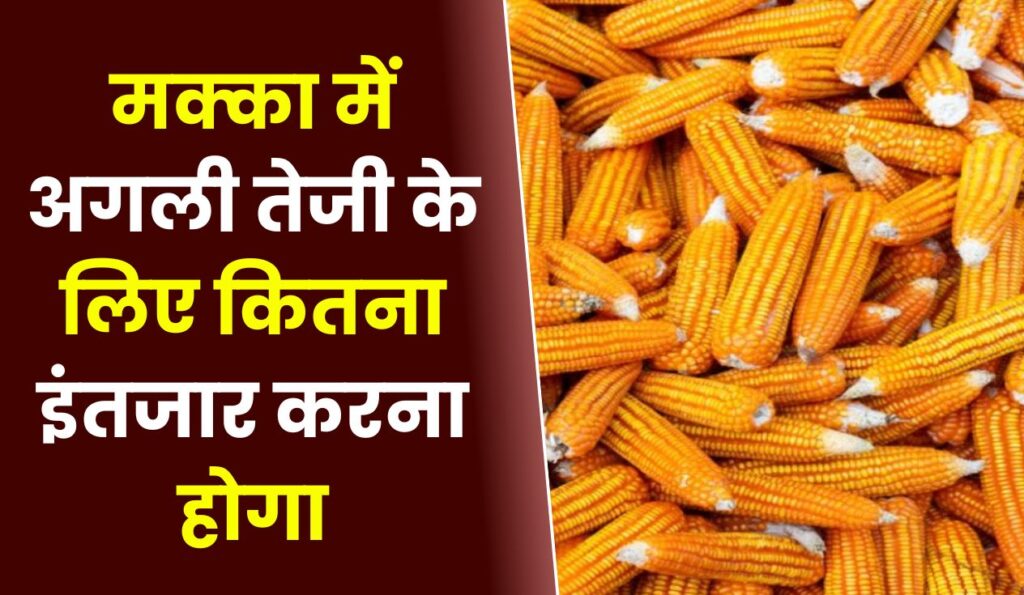 मक्का बाजार अपडेट