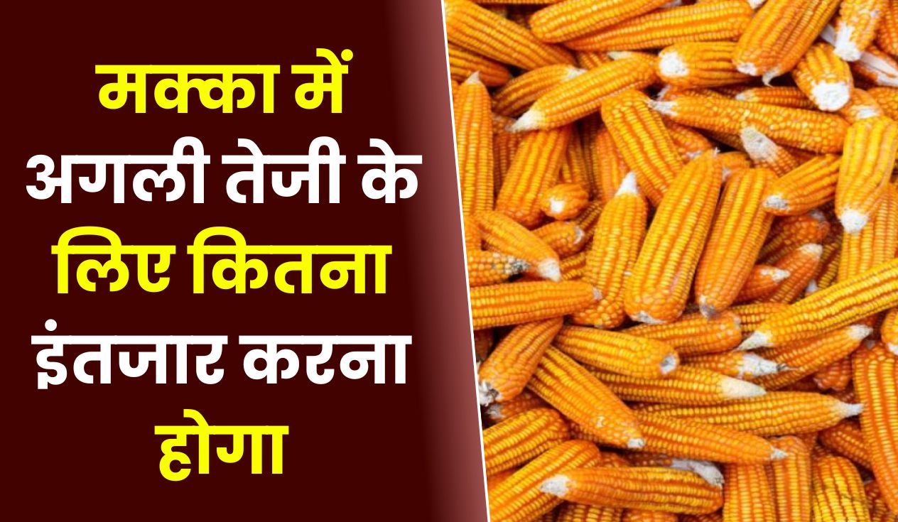 मक्का बाजार अपडेट