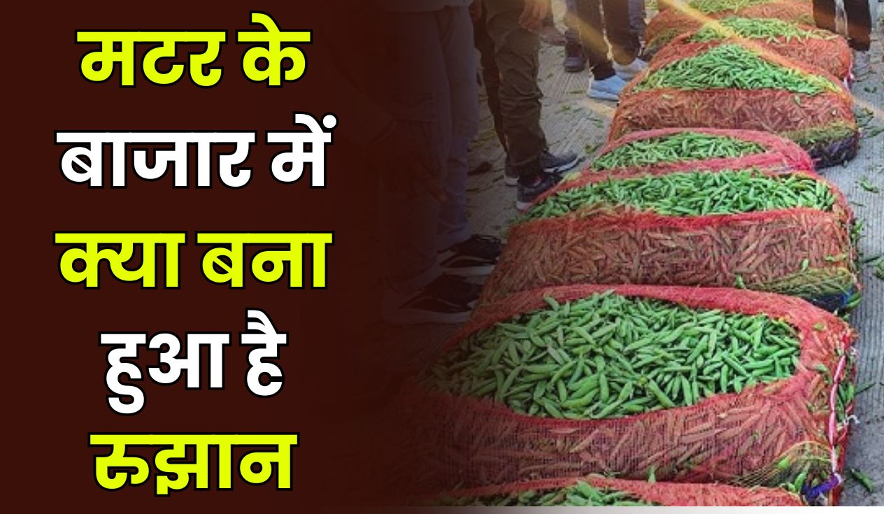 मटर के बाजार में क्या बना हुआ है रुझान