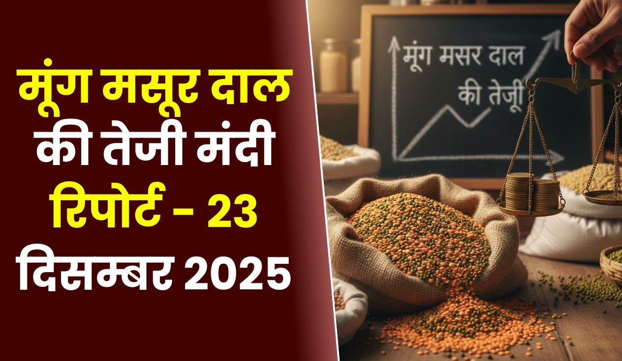 मूंग मसूर दाल की तेजी मंदी रिपोर्ट - 23 दिसम्बर 2025