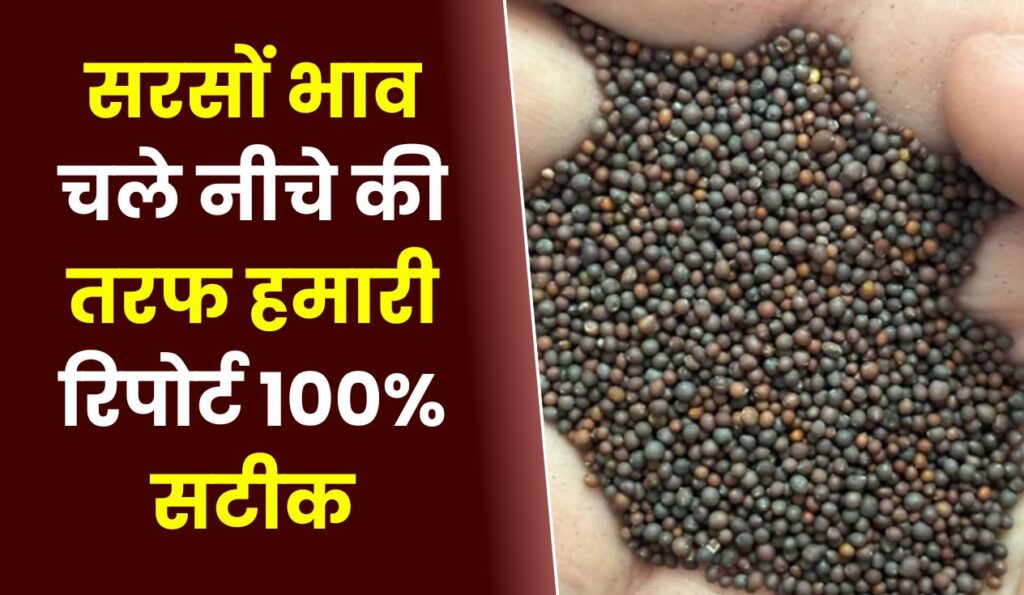सरसों भाव चले नीचे की तरफ हमारी रिपोर्ट 100% सटीक