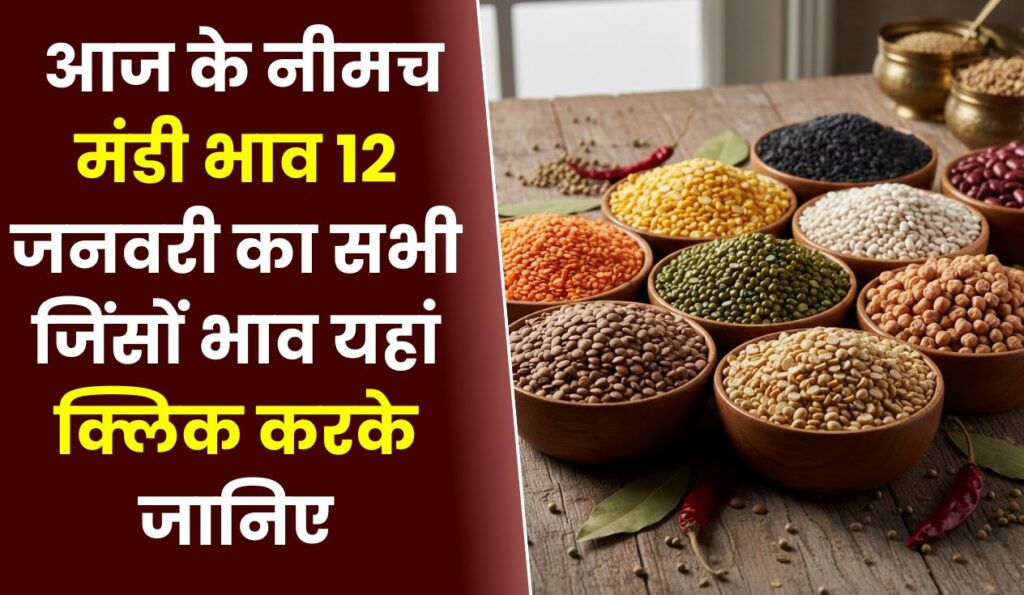 Neemuch Mandi Bhav Today