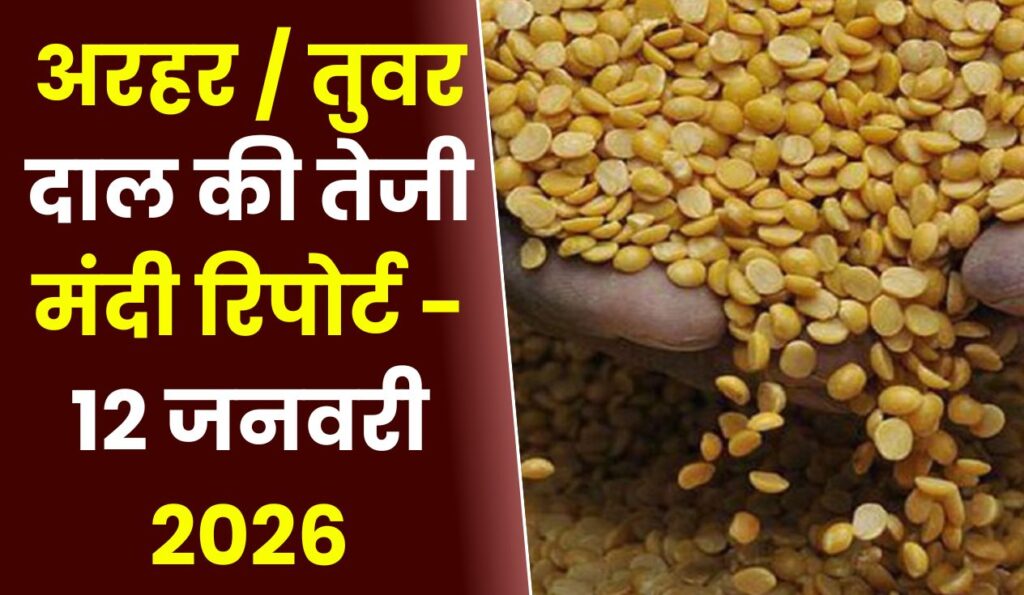 अरहर तुवर दाल की तेजी मंदी रिपोर्ट - 12 जनवरी 2026