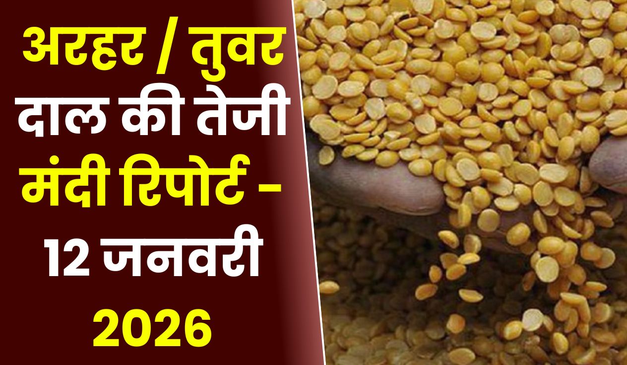 अरहर तुवर दाल की तेजी मंदी रिपोर्ट - 12 जनवरी 2026