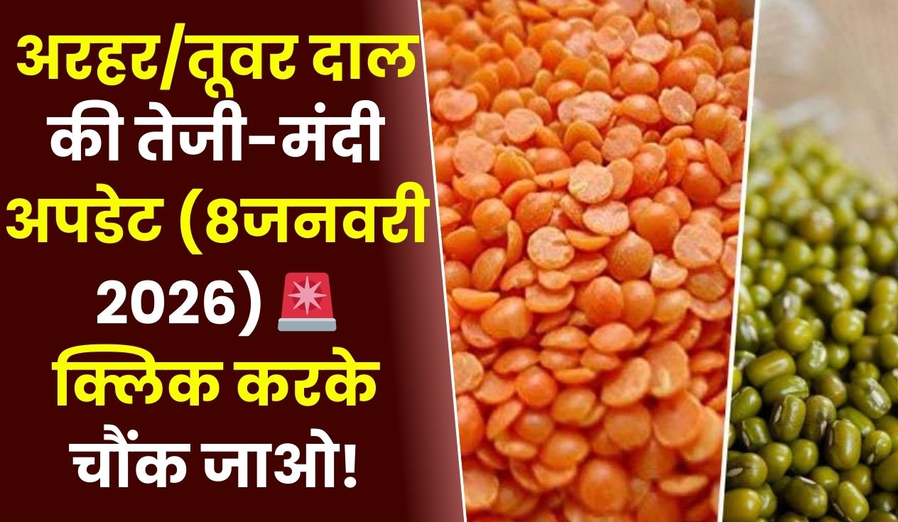 अरहरतूवर दाल की तेजी-मंदी अपडेट (8जनवरी 2026) 🚨 क्लिक करके चौंक जाओ!