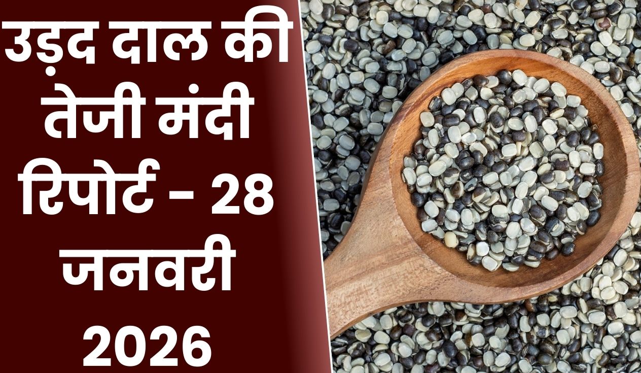 उड़द दाल की तेजी मंदी रिपोर्ट - 28 जनवरी 2026