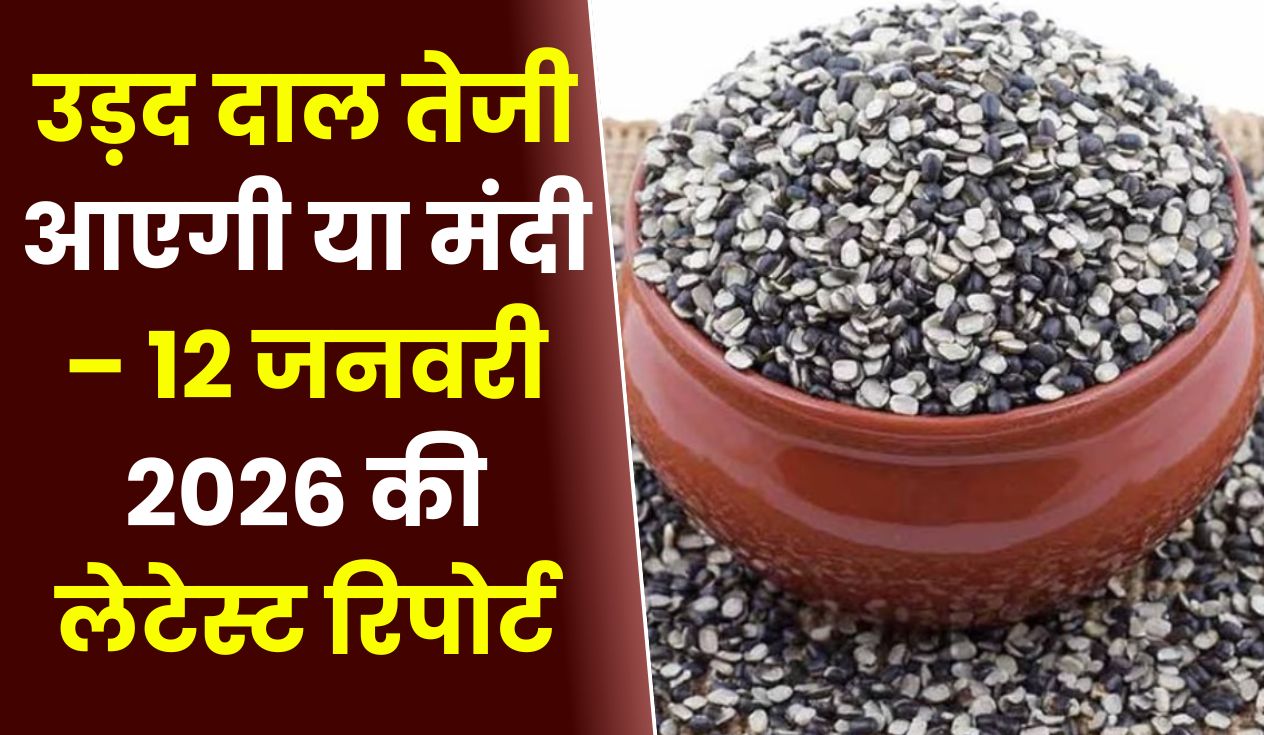 उड़द दाल तेजी आएगी या मंदी – 12 जनवरी 2026 की लेटेस्ट रिपोर्ट