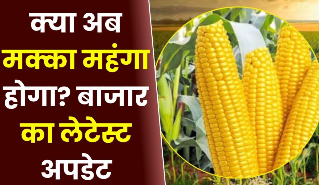 क्या अब मक्का महंगा होगा बाजार का लेटेस्ट अपडेट