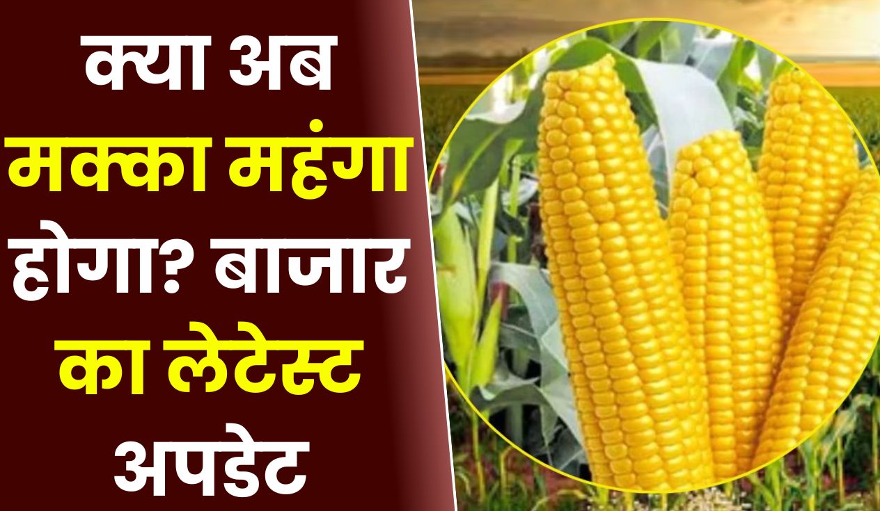 क्या अब मक्का महंगा होगा बाजार का लेटेस्ट अपडेट