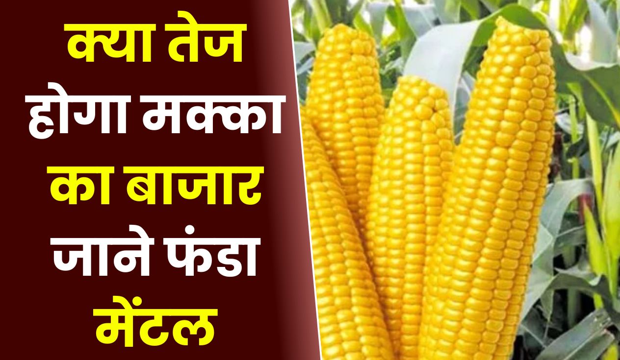 क्या तेज होगा मक्का का बाजार जाने फंडा मेंटल