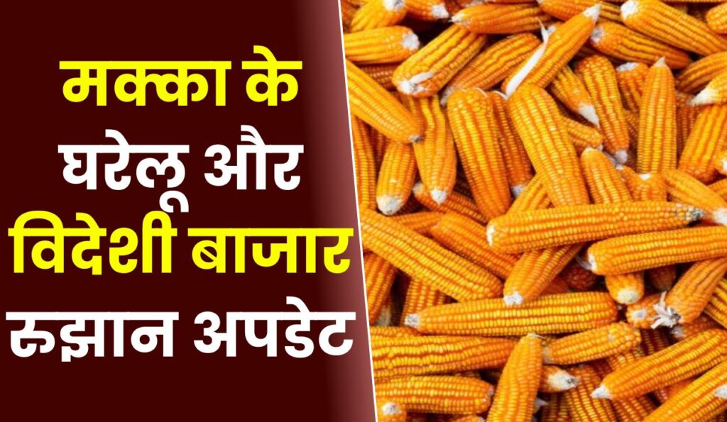 मक्का के घरेलू और विदेशी बाजार रुझान अपडेट