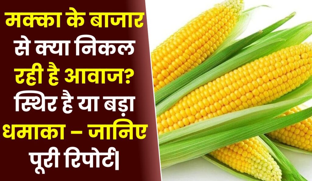 मक्का के बाजार से क्या निकल रही है आवाज? स्थिर है या बड़ा धमाका – जानिए पूरी रिपोर्ट|