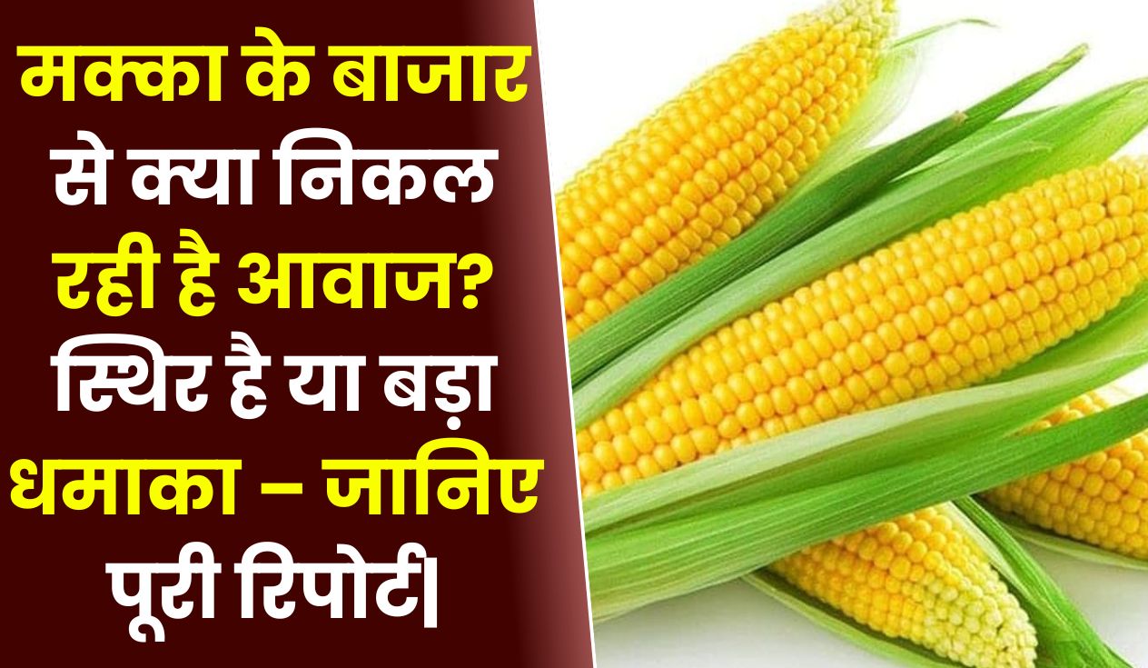 मक्का के बाजार से क्या निकल रही है आवाज? स्थिर है या बड़ा धमाका – जानिए पूरी रिपोर्ट|